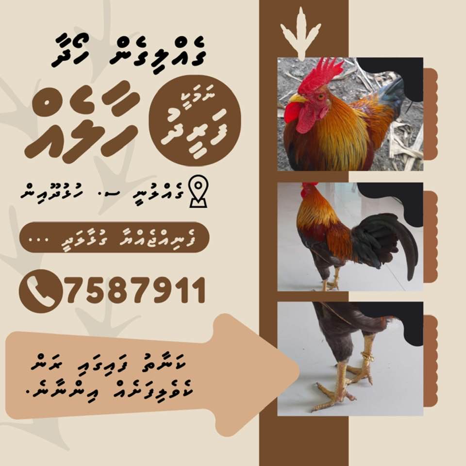 އައްޑޫ ސިޓީ ހުޅުދޫގައި މީހަކު ގެންގުޅެމުން އައި ރަތް ހާލެއް ގެއްލިގެން ހޯދަނީ......ފޮޓޯ: ސޯޝަލް މީޑިއާޕޯސްޓު