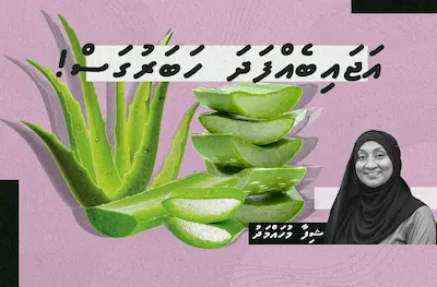 އަޖައިބެއް ފަދަ ހަބަރުގަސް