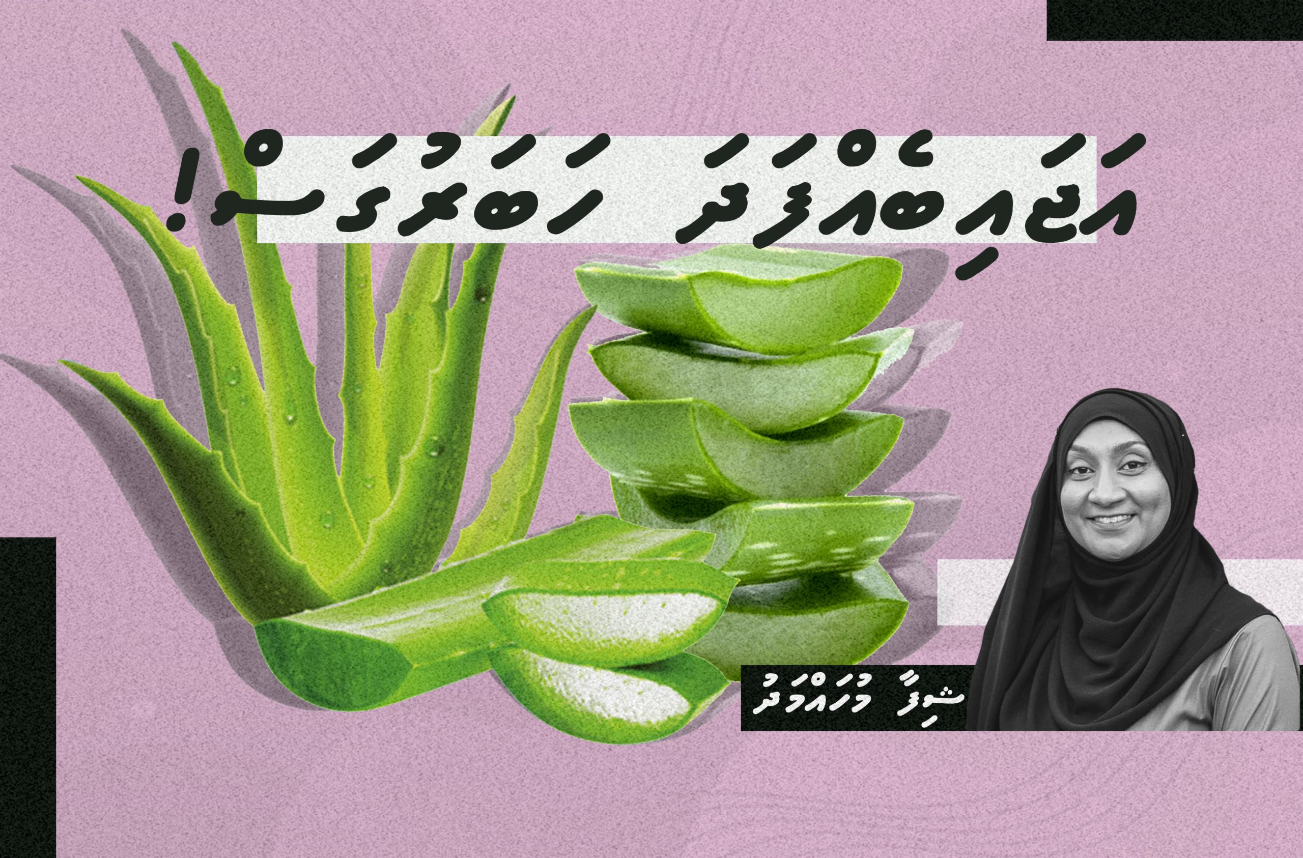 އަޖައިބެއް ފަދަ ހަބަރުގަސް