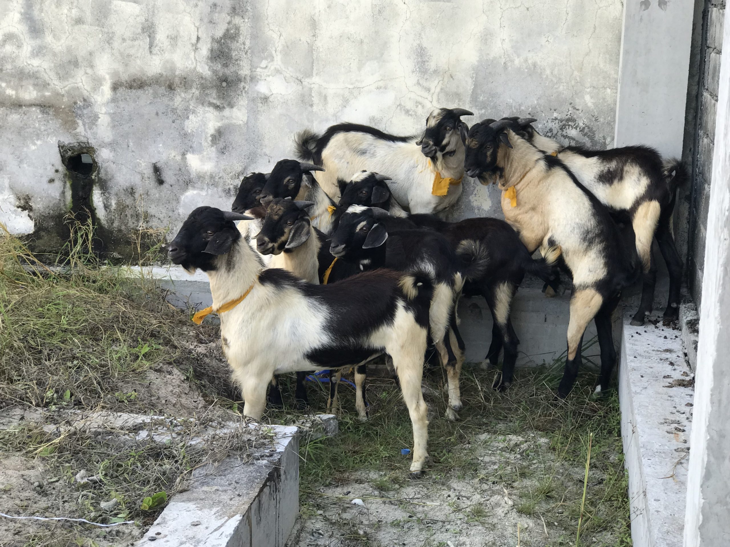 އުޟުހިޔާ ކަތިލުން ތިނަދޫގައި ކުރިޔަށް ގެންގޮސްފި