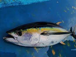 ބޮޑުކަންނެލީގެ އަގު ދަށަށް