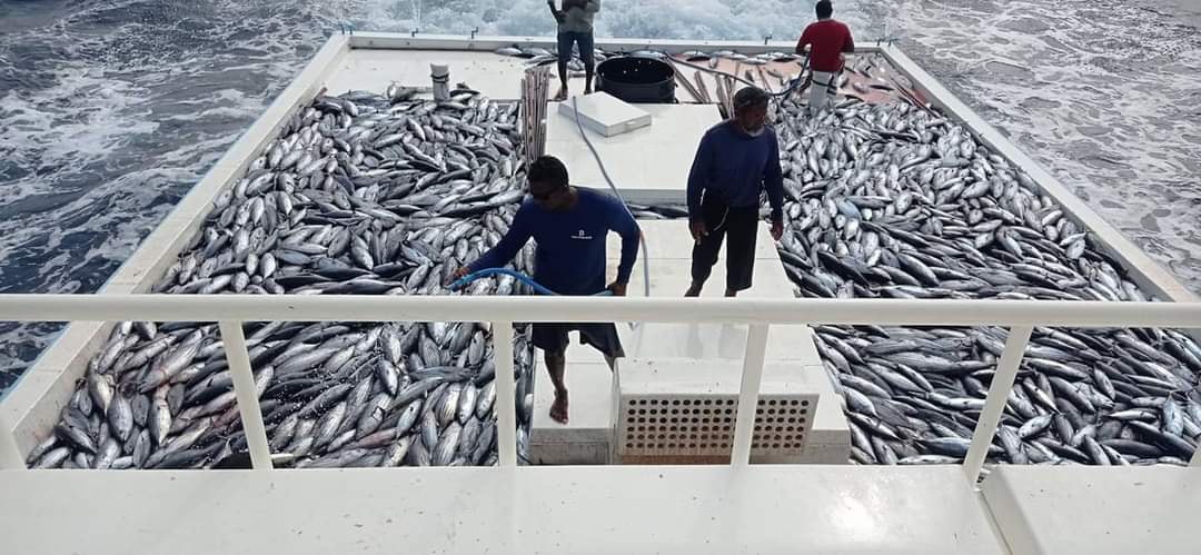 06 ފަޅުވެރިންނާއެކު މަސްވެރިކަމަށް ނުކުތް ދޯންޏަކުން 17 ޓަނު މަސް ބާނައިފި