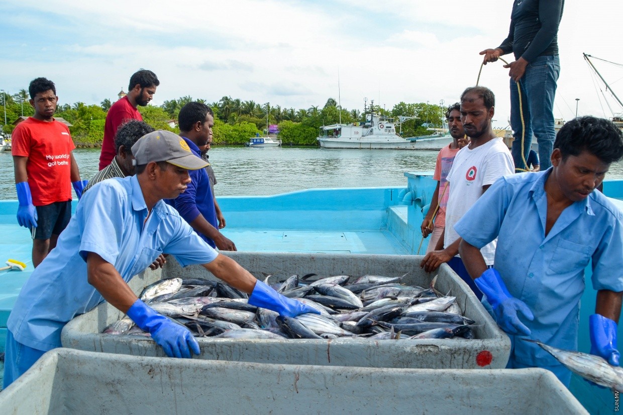 ދޯންޏަކަށް 5 ޓަނު މަސް، މިއީ މަސްވެރިންނަށް ހައްޤު މިންވަރުތޯ؟