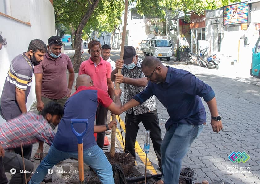 މާލެ ސިޓީ ކައުންސިލުން “އެއްލައްކަ ގަސް” ޕްރޮގްރާމް ފަށައިފި