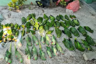 ކުށްވެރިވާނީ ގަވާއިދާ ޚިލާފަށް އެތެރެކުރި ބައެއް، ކުށެއް ނެތް ދޫނިތަކެއް ނޫން!