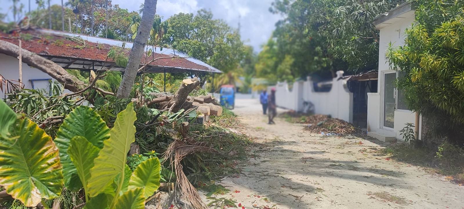 ވާދޫގައި ބޮޑުގަހެއް ވެއްޓި ގެއަކަށް ބޮޑެތި ގެއްލުންތަކެއް ވެއްޖެ