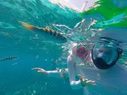 ސްނޯކްލިންއަށް ގޮސް އުޅުނު ފަތުރުވެރިޔަކު ޑިންގީބުރަފައްޗެއްގައި ޖެހި މަރުވެއްޖެ