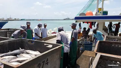 މަސްކިލޯގެ އަގުބޮޑު ކުރިފަހުން މަސްވެރިންނަށް ފައިސާ ނުލިބޭ!