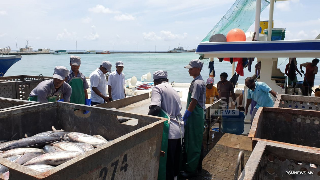 މަސްކިލޯގެ އަގުބޮޑު ކުރިފަހުން މަސްވެރިންނަށް ފައިސާ ނުލިބޭ!