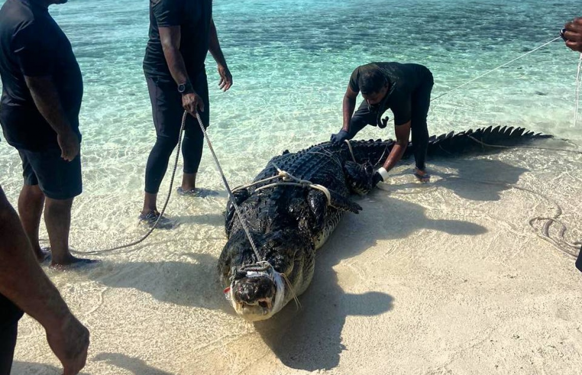 ފަރުކޮޅުން ހިފި ” ކިނބޫ ” ބޭރު ކަނޑަށް ދޫކޮށްލައިފި