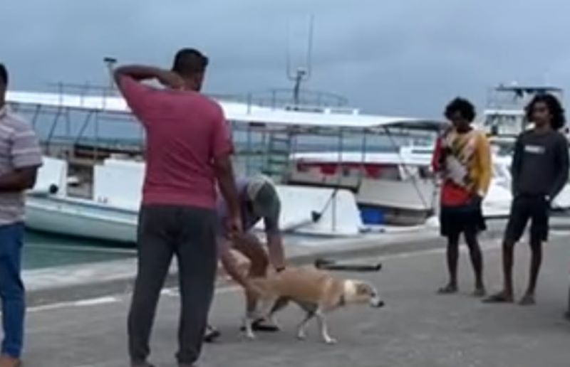 ޔޮޓެއްގައި ތުލުސްދޫއަށް ބޭލި ކުއްތާއަކީ ހުއްދަ ނަގައިގެން ރާއްޖެ އެތެރެކޮށްފައިވާ ކުއްތާއެއް:ފުލުހުން