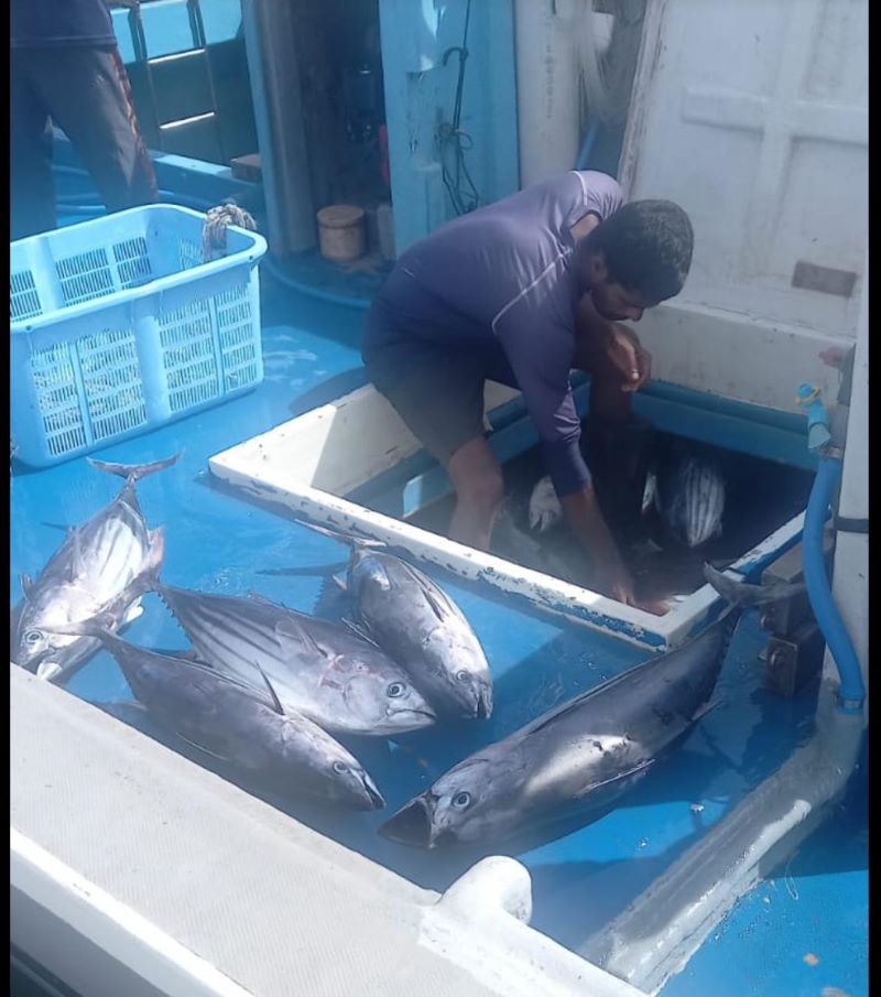 ދެކުނުގެ މަސްވެރިކަން ރަނގަޅުވާން ފަށައިފި
