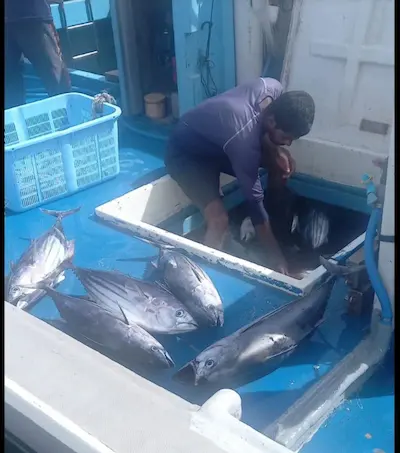 މަސްވެރިން ބޭނުންވި އަދަދަށް ހިލޭ އައިސް ފޯރުކޮށްދެވުނު: މިފްކޯ