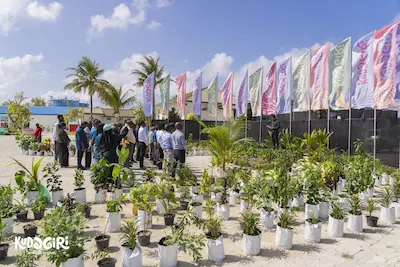 ކްލީން މޯލްޑިވްސް އާއި އިސްލާމިކް ބޭންކް ގުޅިގެން ކުޑަގިރީގައި 1000 ގަސް އިންދަނީ