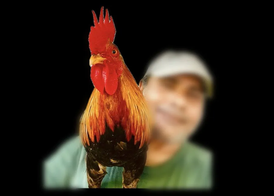 ގެއްލިގެން ހޯދާ ‘ފަރީދު’ ކިޔާ ރަތް ހާލެއް; ހޯދައިދޭ ފަރާތަކަށް 15ހާސްރުފިޔާގެ އިނާމެއް!