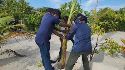 މިފްކޯއިން ކުޑަގިރިއަށް 500 ގަސް ހަދިޔާކޮށްފި