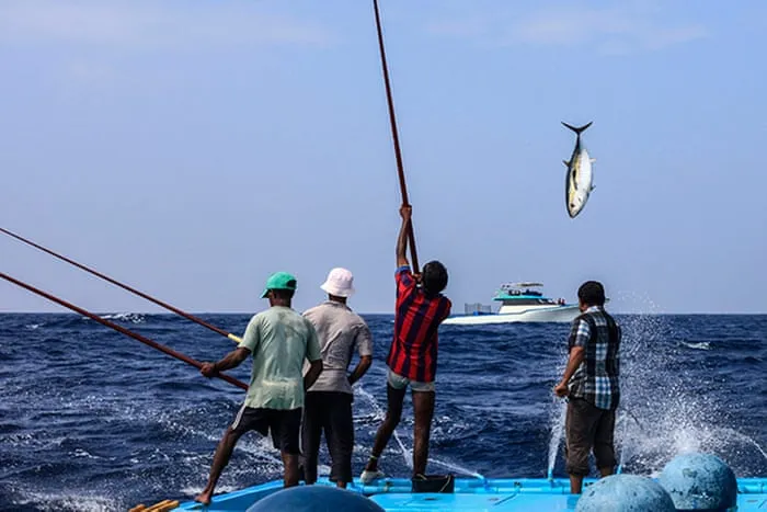 މަސްވެރިންނަށް ލިބެންޖެހޭ 17 މިލިއަނަށްވުރެ ގިނަ ރުފިޔާ ސަރުކާރުން ޖަމާކޮށްދީފި