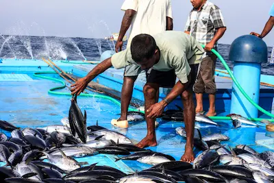 މަސްވެރިންގެ ގައުމީ ދަފުތަރުގެ މަސައްކަތް ނިމުމަކަށް، 70 އިންސައްތަ އޮޑި ރަޖިސްޓްރީކޮށްފި