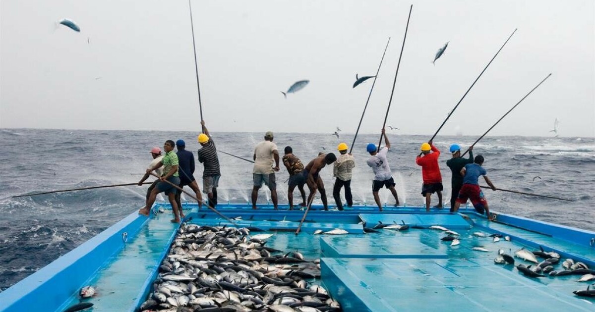 މަސްވެރިންގެ ގައުމީ ދަފްތަރުގައި 300 އަށްވުރެ ގިނަ އުޅަނދު ރަޖިސްޓްރީކޮށްފި