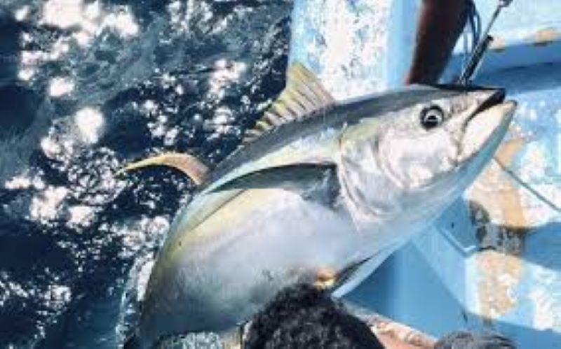 ބޮޑުކަންނެލި މަސްވެރިކަމަށް އައު ޕެކިންގ ފެސިލިޓީއެއް ގާއިމުކުރަނީ