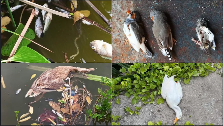 ހުޅުދޫ ޑަކް ޕާކުގެ ފެންގަނޑަށް ވިހައެއް އަޅައި، މަސްތަކާއި ދޫނިތައް މަރާލައިފި