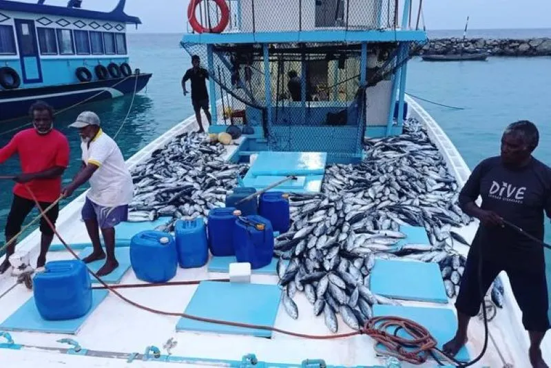 މަސްވެރިންނަށް އުފާވެރިކަން، މަސް ގަންނަ އަގު ބޮޑުކޮށްފި