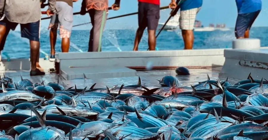 މާރިޗު މަހު ރާއްޖެއިން ބޭރުކުރި މަހުގެ އެކްސްޕޯޓް 35 އިންސައްތައިގެ ކުރިއެރުމެއް