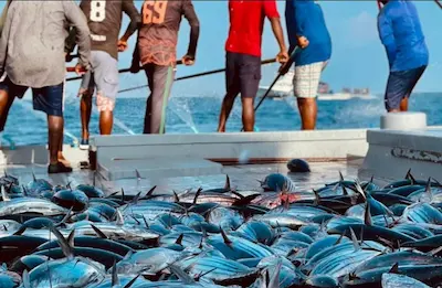މަސްވެރިން ބާނާ މަހަށް ފައިސާ ދޫކުރުން: 50 ދޯންޏަކަށް 4 މިލިއަން ރުފިޔާ ޖަމާކޮށްފި