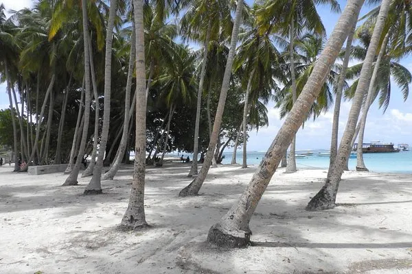 ކުޅުދުއްފުށީގައި ރުއްތައް ސާފުކުރަން އުޅުނު މީހަކު ރުކަކުން ވެއްޓި ބޮޑެތި އަނިޔާތަކެއް ވެއްޖެ