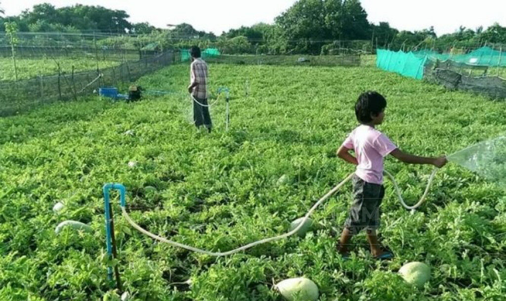 މިހާތަނަށް އެންމެ ގިނަމީހުން ލޯނު ނަގައިފައިވަނީ ޒަމާނީ ދަނޑުވެރިކަމަށް: އެސްޑީއެފްސީ