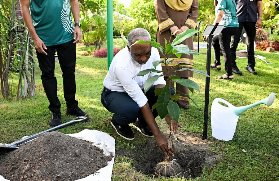 55،000 އަކަފޫޓަށް ވުރެއް ބޮޑު ތަނެއްގައި ގަސްހެއްދުމަށް ޚާއްސަ ނާސަރީއެއް ތަރައްޤީކުރަނީ