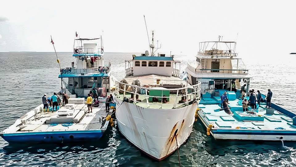 މަސްވެރިކަން ރަނގަޅުވާން ފަށައިފި، އެވްރެޖްކޮށް ދުވާލަކަށް 5 މިލިއަން ރުފިޔާ ދަނީ ދޫކުރަމުން