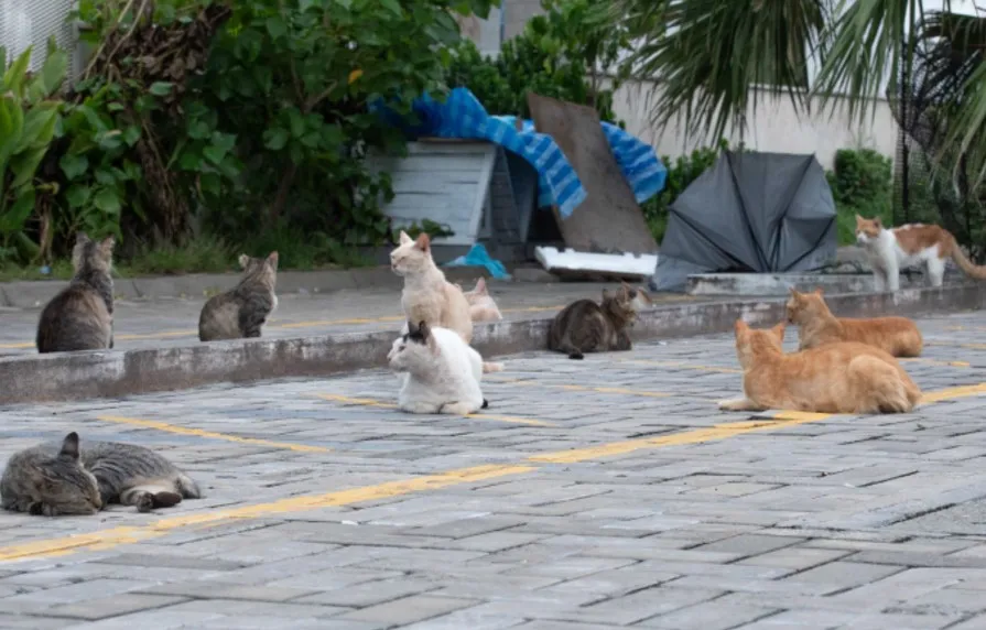 ކަނޑައަޅާފައިވާ އުސޫލުތަކަށް އަމަލުނުކޮށް އޮޅުހިޔާ އަށް ބުޅާތައް ގެންދިއުމަކީ ރަނގަޅުކަމެއް ނޫންކަމަށް