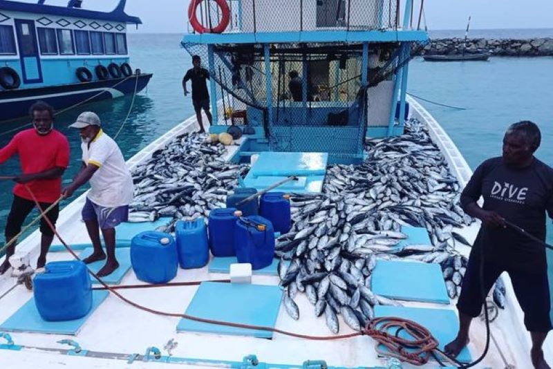 އެކިދުވަސްމަތިން ދިރޭކުދިމަހުގެ މަސްވެރިކަން މެނޭޖްކުރުމުގެ ގޮތުން ވަނީ ފިޔަވަޅު އަޅާފަ: މިނިސްޓްރީ