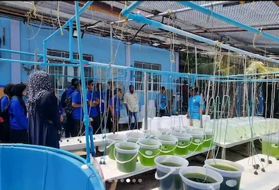 ފަރުމަސް އާލާކުރަން ދަސްކޮށްދޭ، މެރިން ހެޗަރީ ސްކިލްސް ޕްރޮގްރާމްގައި ބައިވެރިވުމުގެ ފުރުޞަތު ހުޅުވާލައިފި