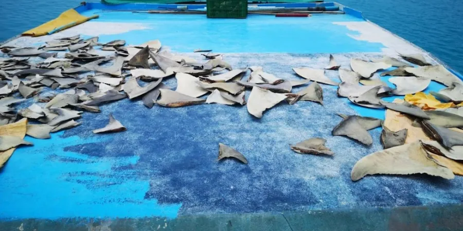 ކަށިމިޔަރު މަސްވެރިކަމުގެ ލައިސަންސް ދޫކުރާނީ ފުރަތަމަ ހުށަހަޅާ 40 ދޯންޏަކަށް