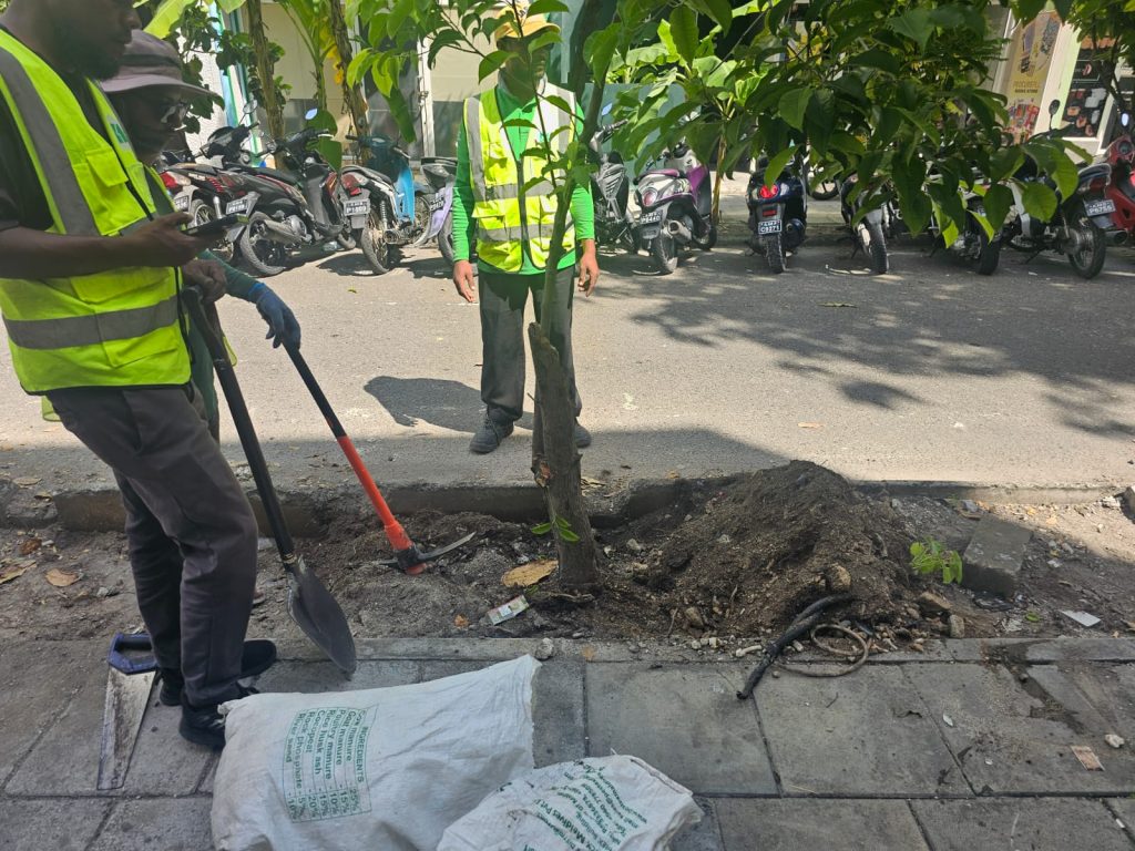 ހިތްފަސޭހަ ހުޅުމާލެ: މަގުތަކުގައި ފެންބޮޑުވާތީ، ހެޖުތެރެއިން ނަގާ ބިޔަ ގަސްތައް އެކި ޕާކުތަކުގައި އިންދަނީ