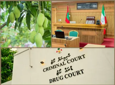ވަގަށް އަނބު ބިން 2 މީހުން ބުނީ ގަސް ހުރިތަނަކުން މަނާކަމެއްކަން ނޭނގުނީއޭ، ބިނީވެސް އެންމެ 4 އަނބޭ! 7 ދުވަސް ބަންދަށް!