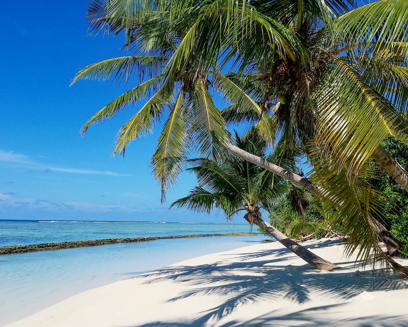 ނިލަންދޫ އިން ކުޑަ އަންހެން ކުއްޖަކު ގެއްލިގެން ހޯދަނީ