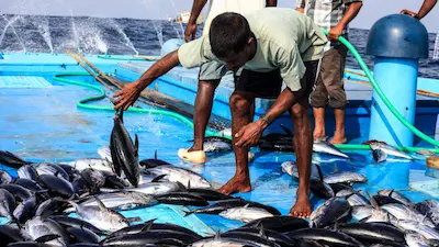 ކެޔޮޅުންގެ އެވޯޑާއި ޚިދުމަތްތެރި ފަރުމަސްވެރިޔާގެ އެވޯޑަށް ކުރިމަތިލުމުގެ ފުރުޞަތު ހުޅުވާލައިފި