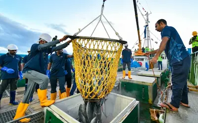 މިފްކޯގެ ސީއީއޯގެ ވައުދާ އެއްގޮތަށް، ފުވައްމުލައްސިޓީ އިން މަސް ގަންނަން ފަށައިފި