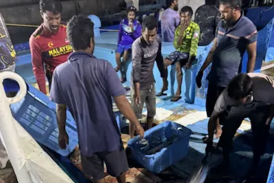 މިފްކޯއިން ފުވައްމުލައް ސިޓީ ބަނދަރުން މަސް ގަންނަނީ