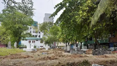 ދިވެހި ބޭސްވެރިކަމަށް ބޭނުންވާ ގަސްތައް ސަހަރާތަކާއި ޕާކުތައް ފަދަ އާންމު ތަންތަނުގައި އިންދަނީ