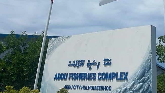 ކުރިއަށް އޮތް މަސް ދުވަހުގެ ތެރޭގައި ސީދާ އައްޑޫއިން މަސް އެކްސްޕޯޓް ކުރެވޭގޮތް ހަދަނީ