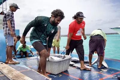 ލޮނުފެނުން މަސް ފިނިކުރާ ނިޒާމު ހަރުކުރުމަށް، އަލަށް ބަންނަ ދޯނިތަކަށް ވެސް މިހާރު ލޯނު ލިބޭނެ