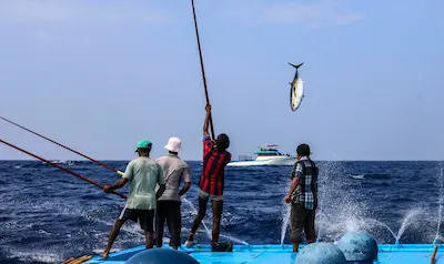 ޖަނަވަރީ މަހު މަސްވެރިން ކިރުވި މަހަށް 40.3 މިލިޔަން ރުފިޔާ ދީފި