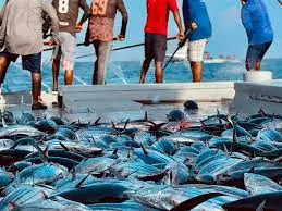 މިމަހުގެ 24 ގެ ނިޔަލަށް މިފްކޯ އަށް މަސްކިރުވި ދޯނިތަކަށް 1.3 މިލިއަނަށްވުރެ ގިނަ ރުފިޔާ ދޫކޮށްފި