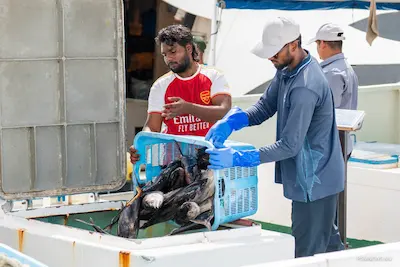 މިފްކޯގެ ސެންޓަރުތަކަށާއި ބޯޓު ފަހަރަށް, 10 ކިލޯއިން މަތީގެ ކަންނެލި ގަންނަން ފަށައިފި