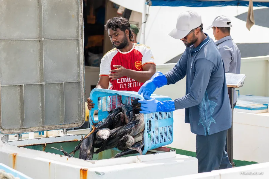 މިފްކޯގެ ސެންޓަރުތަކަށާއި ބޯޓު ފަހަރަށް, 10 ކިލޯއިން މަތީގެ ކަންނެލި ގަންނަން ފަށައިފި