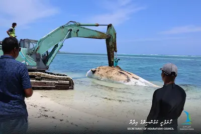 ހޯރަފުށްޓަށް 30 ފޫޓުގެ ބޮޑުމަހެއް ލައްގައިފި